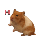Hamster Small Pang Ray - No. 1（個別スタンプ：5）