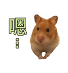 Hamster Small Pang Ray - No. 1（個別スタンプ：6）