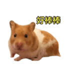 Hamster Small Pang Ray - No. 1（個別スタンプ：7）
