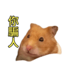 Hamster Small Pang Ray - No. 1（個別スタンプ：8）