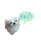Tang and Ty buddy Cat ＆ Dog（個別スタンプ：2）