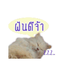 Tang and Ty buddy Cat ＆ Dog（個別スタンプ：3）