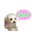 Tang and Ty buddy Cat ＆ Dog（個別スタンプ：4）