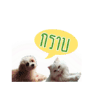 Tang and Ty buddy Cat ＆ Dog（個別スタンプ：8）
