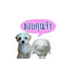 Tang and Ty buddy Cat ＆ Dog（個別スタンプ：10）