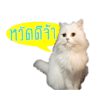 Tang and Ty buddy Cat ＆ Dog（個別スタンプ：13）