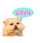 Tang and Ty buddy Cat ＆ Dog（個別スタンプ：14）