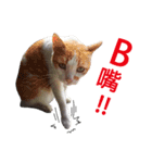 Meow！One word（個別スタンプ：1）