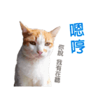Meow！One word（個別スタンプ：3）