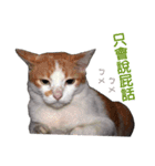 Meow！One word（個別スタンプ：4）