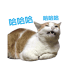 Meow！One word（個別スタンプ：5）