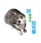 Meow！One word（個別スタンプ：6）