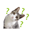 Meow！One word（個別スタンプ：7）