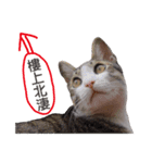 Meow！One word（個別スタンプ：8）