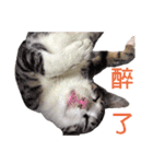 Meow！One word（個別スタンプ：9）