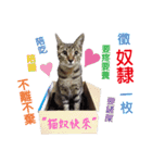 Meow！One word（個別スタンプ：10）