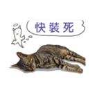 Meow！One word（個別スタンプ：11）