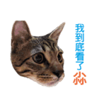 Meow！One word（個別スタンプ：12）