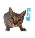 Meow！One word（個別スタンプ：13）