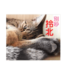 Meow！One word（個別スタンプ：14）