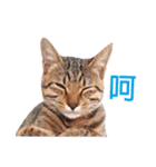 Meow！One word（個別スタンプ：15）