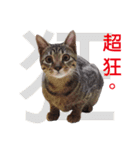 Meow！One word（個別スタンプ：16）