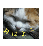 Mimume routine 1（個別スタンプ：8）