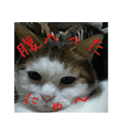 Mimume routine 1（個別スタンプ：11）