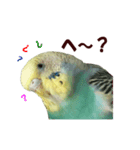 インコ家族2（個別スタンプ：1）