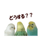 インコ家族2（個別スタンプ：2）