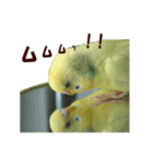 インコ家族2（個別スタンプ：3）