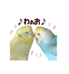 インコ家族2（個別スタンプ：5）