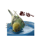 インコ家族2（個別スタンプ：6）