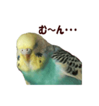 インコ家族2（個別スタンプ：7）