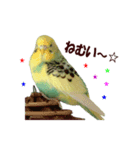 インコ家族2（個別スタンプ：8）