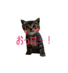 猫のりんとふう～子ねこ編～（個別スタンプ：1）