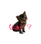 猫のりんとふう～子ねこ編～（個別スタンプ：2）