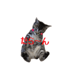 猫のりんとふう～子ねこ編～（個別スタンプ：3）