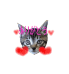 猫のりんとふう～子ねこ編～（個別スタンプ：5）