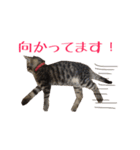 猫のりんとふう～子ねこ編～（個別スタンプ：7）