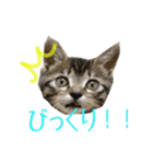 猫のりんとふう～子ねこ編～（個別スタンプ：8）