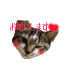 猫のりんとふう～子ねこ編～（個別スタンプ：9）