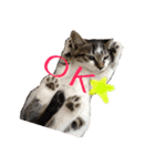 猫のりんとふう～子ねこ編～（個別スタンプ：10）