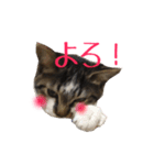 猫のりんとふう～子ねこ編～（個別スタンプ：11）