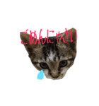 猫のりんとふう～子ねこ編～（個別スタンプ：12）