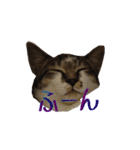 猫のりんとふう～子ねこ編～（個別スタンプ：13）