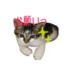 猫のりんとふう～子ねこ編～（個別スタンプ：14）