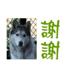 Husky ＆ Japanese Spitz（個別スタンプ：4）