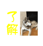 Husky ＆ Japanese Spitz（個別スタンプ：8）