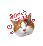 三毛猫りんちゃんスタンプ（個別スタンプ：1）